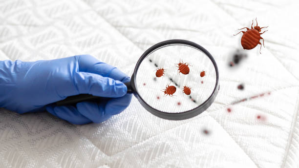 Why Professional Help is Crucial for Bed Bug Treatment